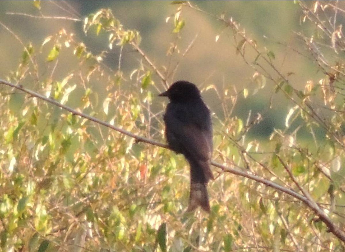 Fork-tailed Drongo - ML617512385