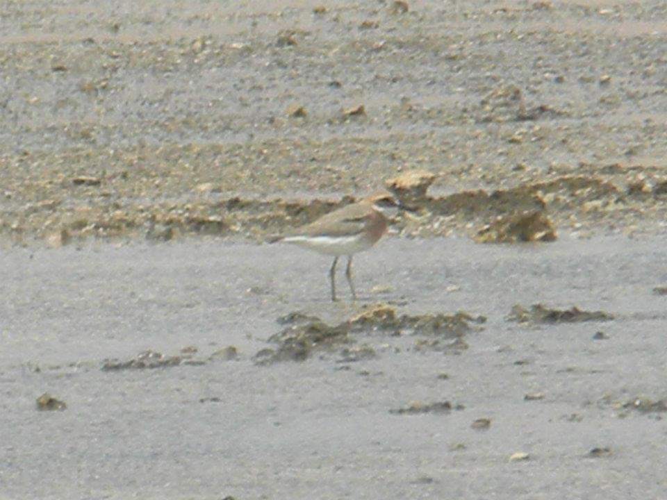 Greater Sand-Plover - Alex Trollope
