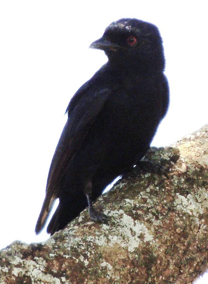 Fork-tailed Drongo - ML617512447