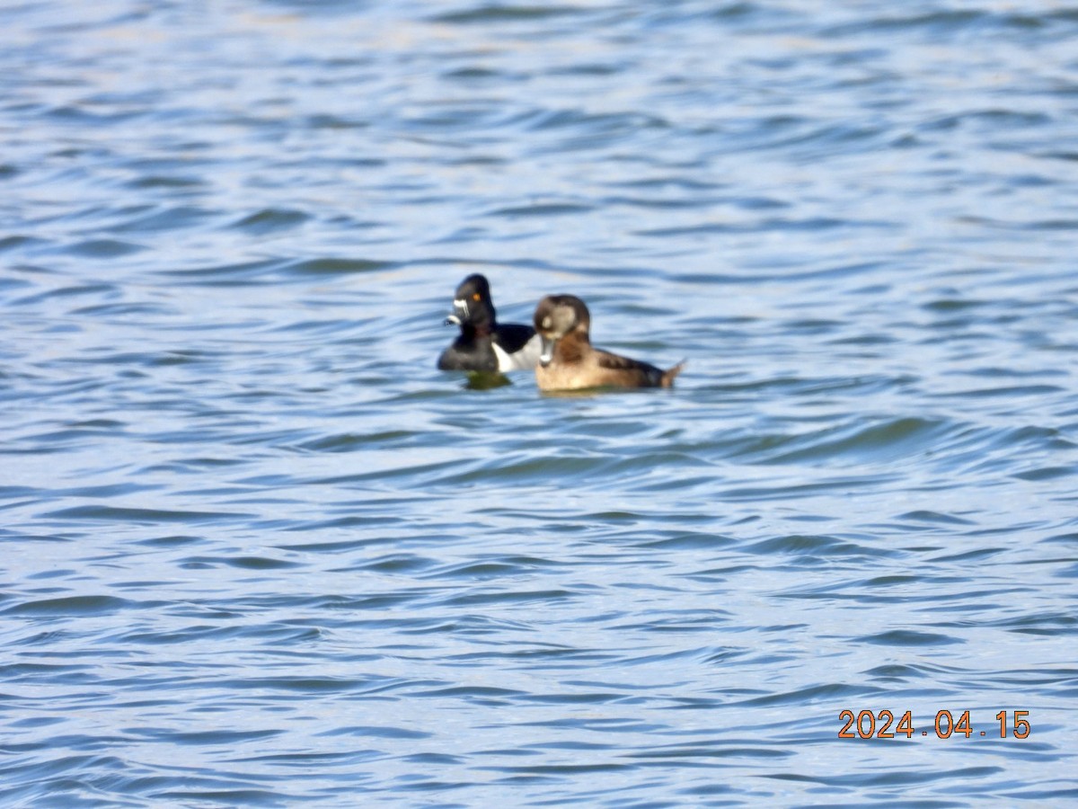 Ring-necked Duck - ML617512479