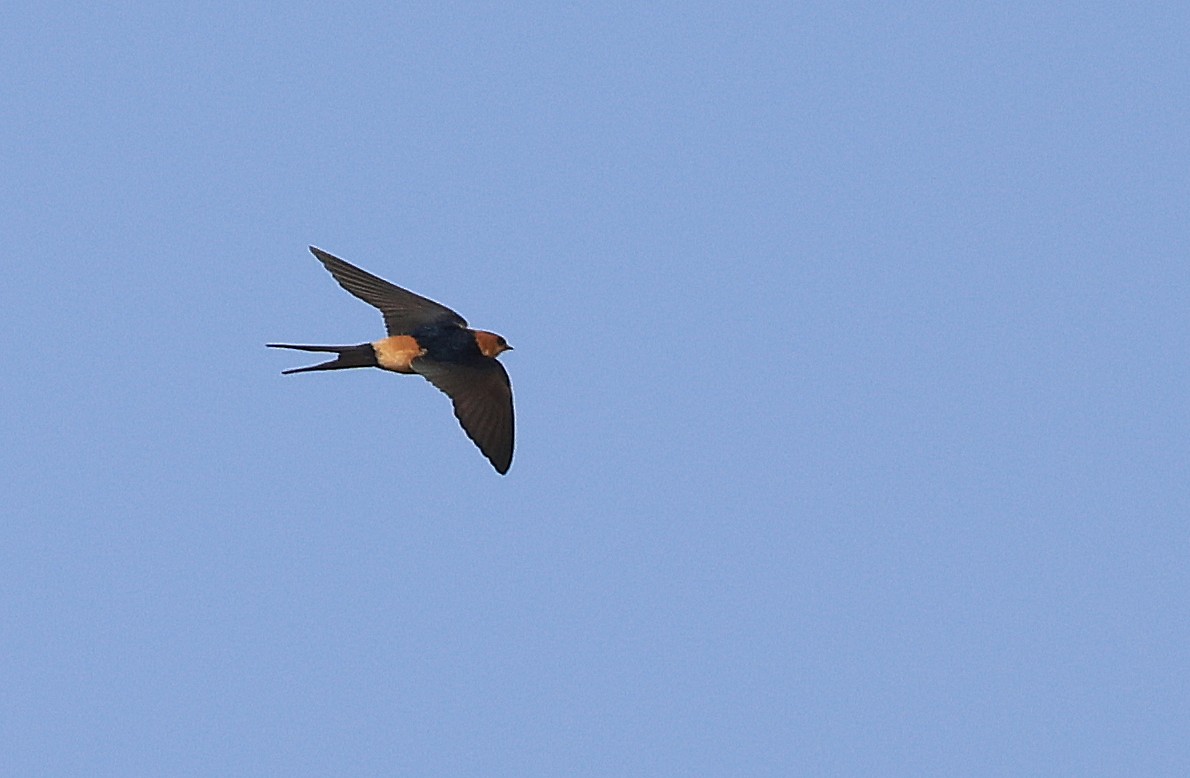 Red-rumped Swallow - ML617512490