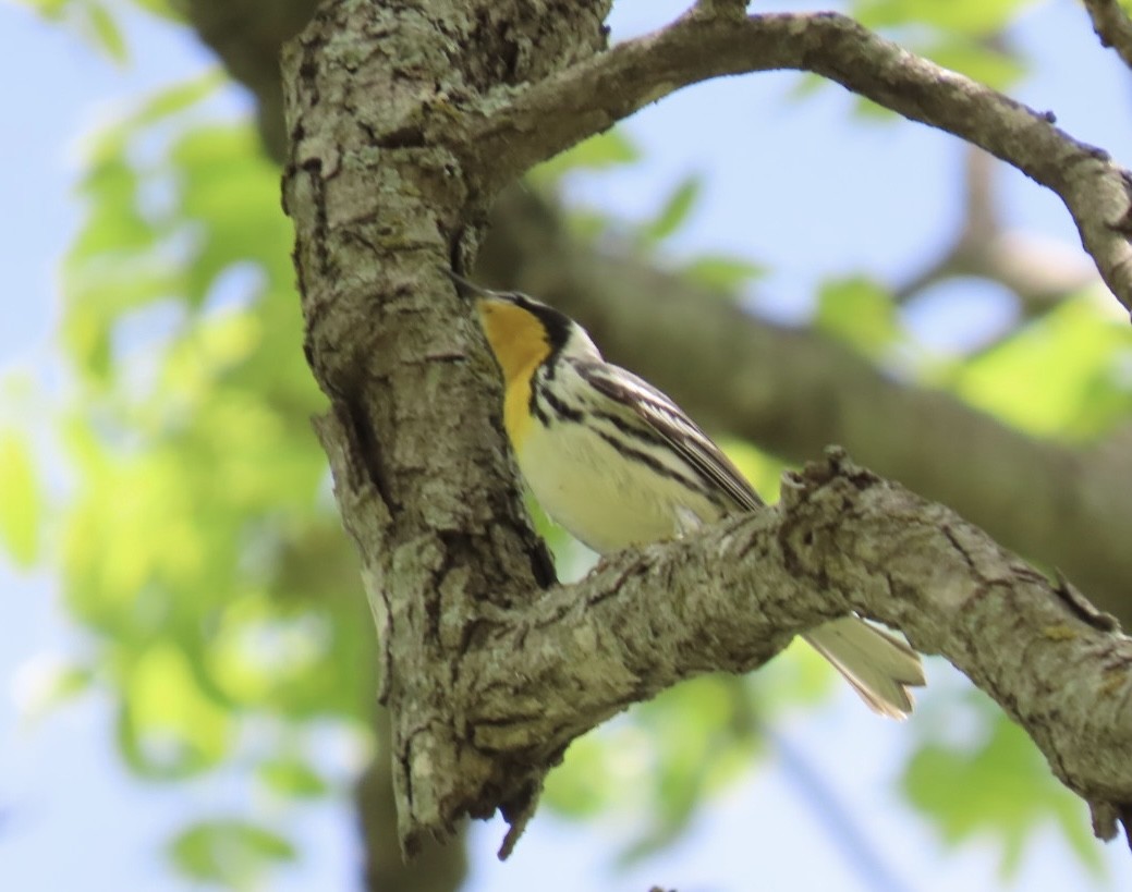 Yellow-throated Warbler - Jimma Byrd