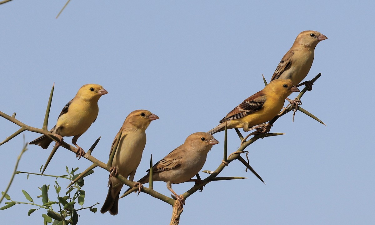 Sudan Golden Sparrow - ML617512501