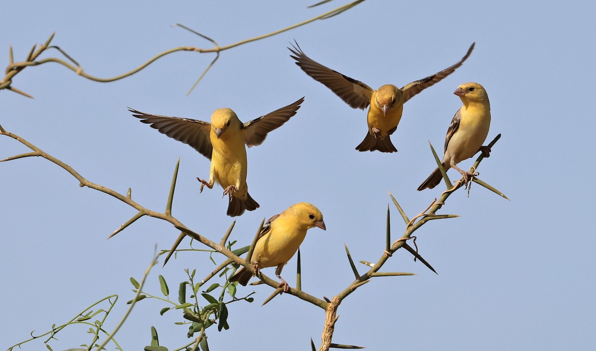 Sudan Golden Sparrow - ML617512502