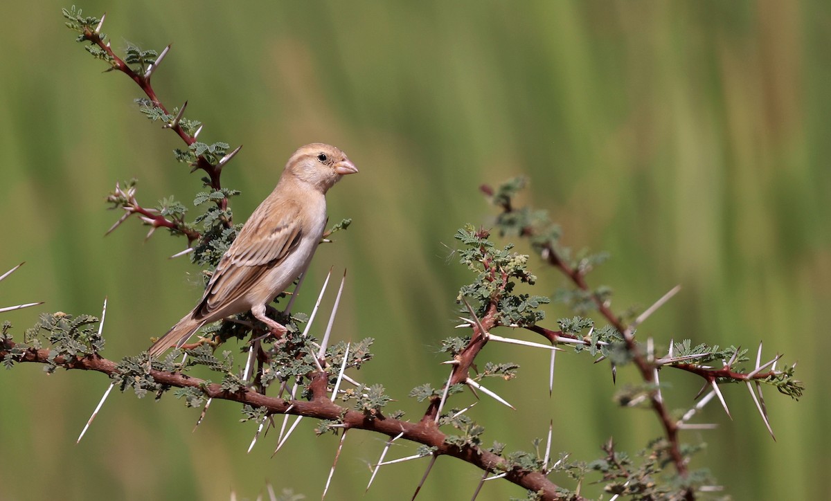 Sudan Golden Sparrow - ML617512503