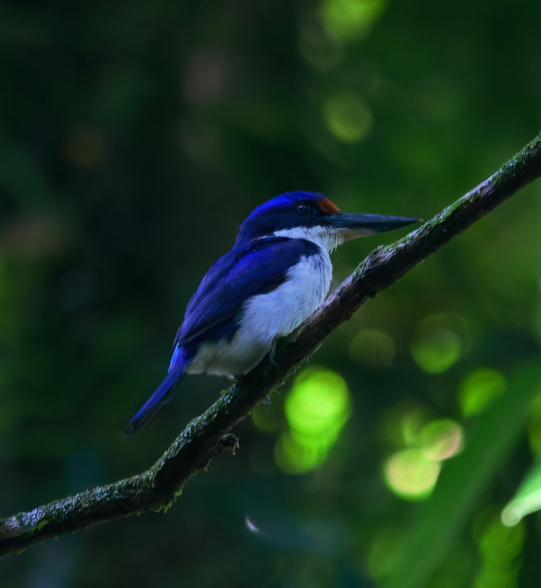 Rufous-lored Kingfisher - Neil Francis Ramil