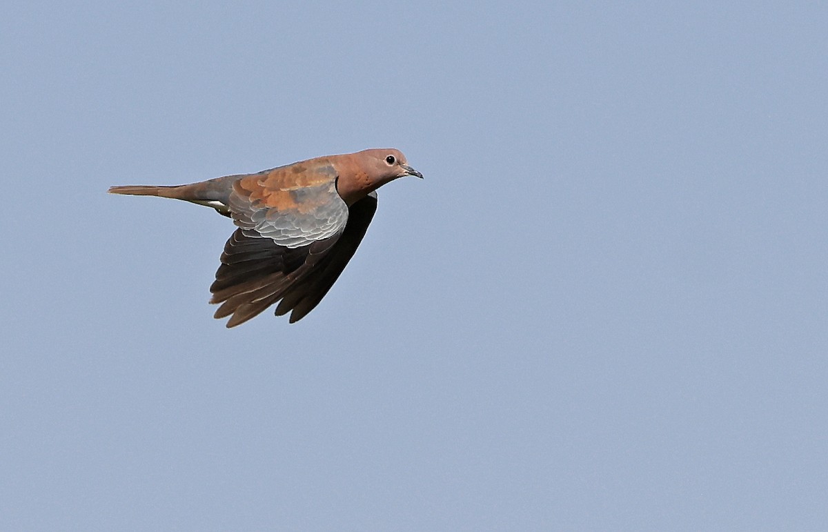 Laughing Dove - ML617512555