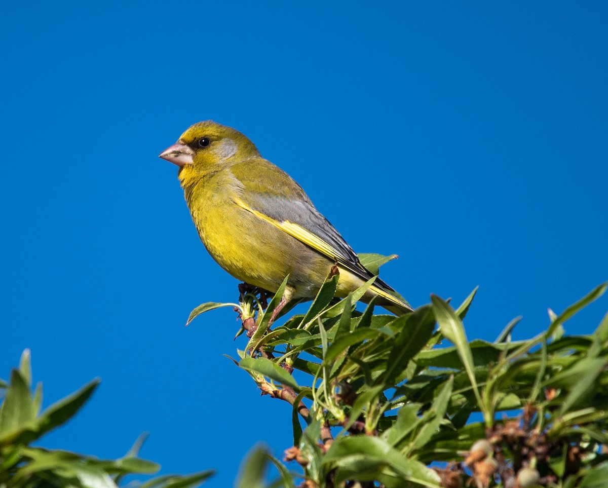 European Greenfinch - ML617512560