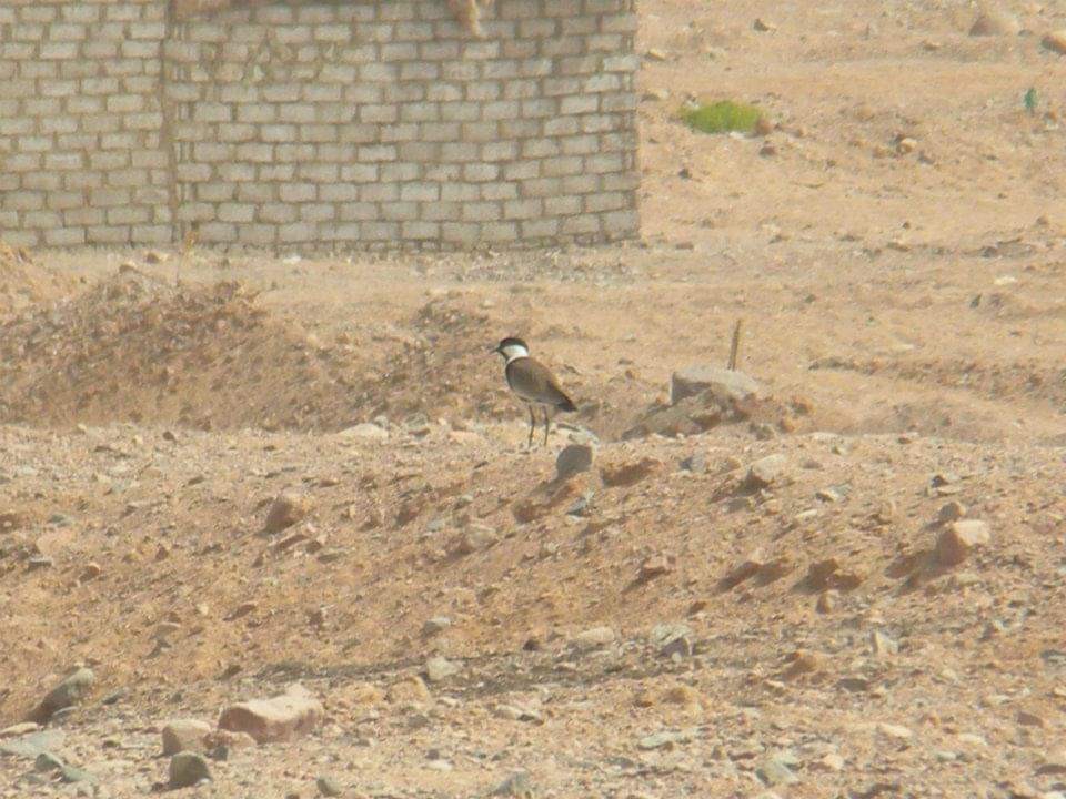 Spur-winged Lapwing - ML617512598