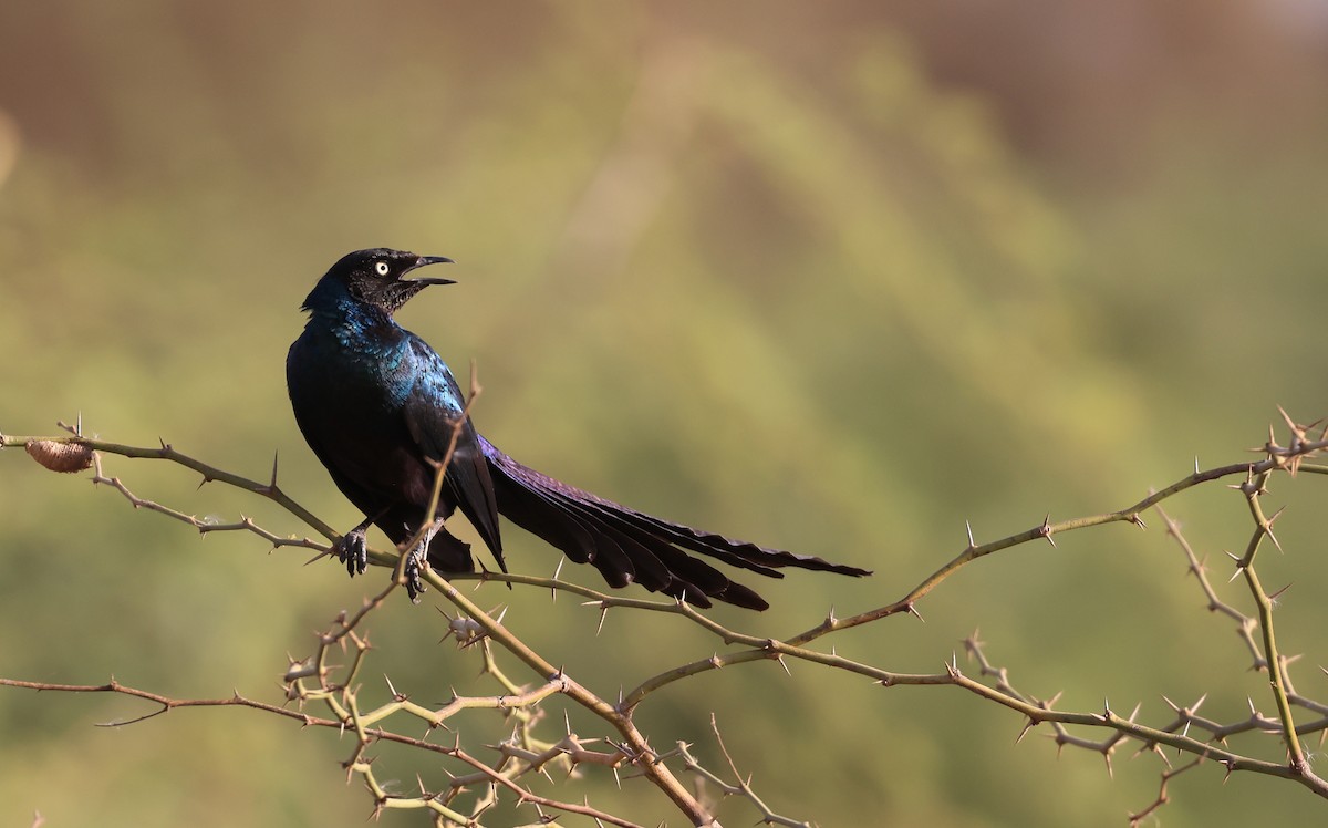Long-tailed Glossy Starling - ML617512637