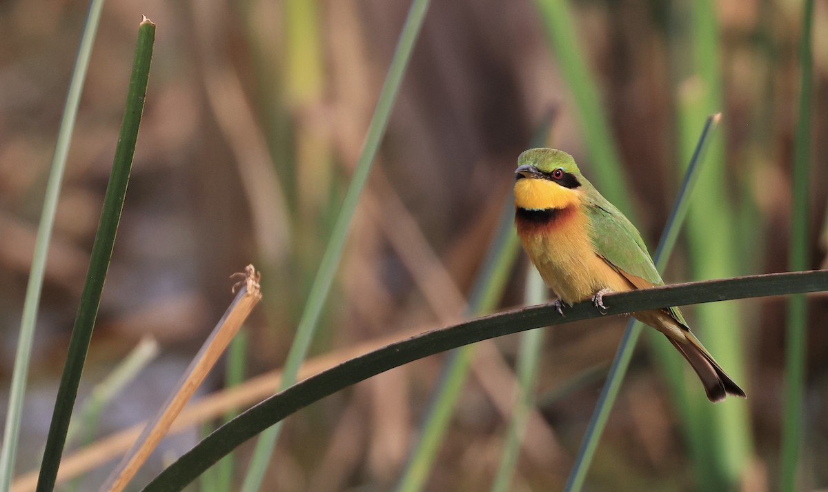 Little Bee-eater - ML617512672