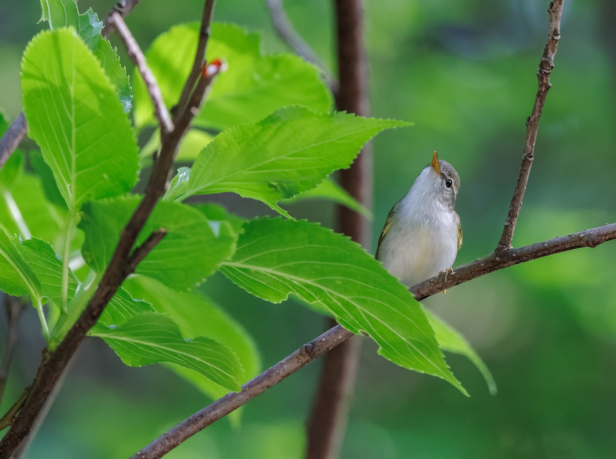 Ijima's Leaf Warbler - ML617512678