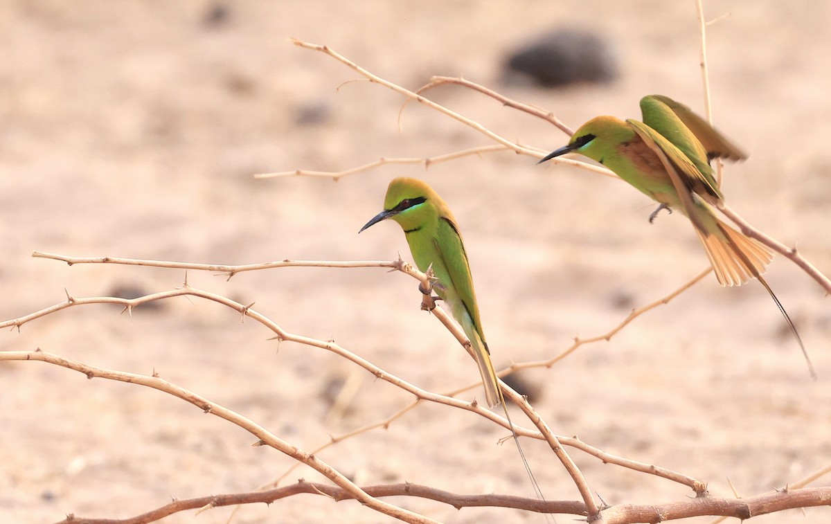 African Green Bee-eater - ML617512681
