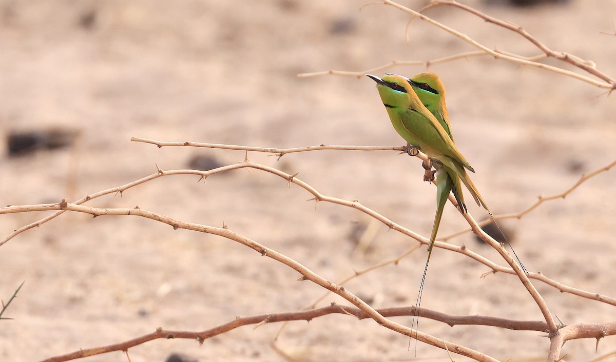 African Green Bee-eater - ML617512683