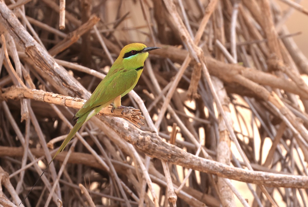 African Green Bee-eater - ML617512684