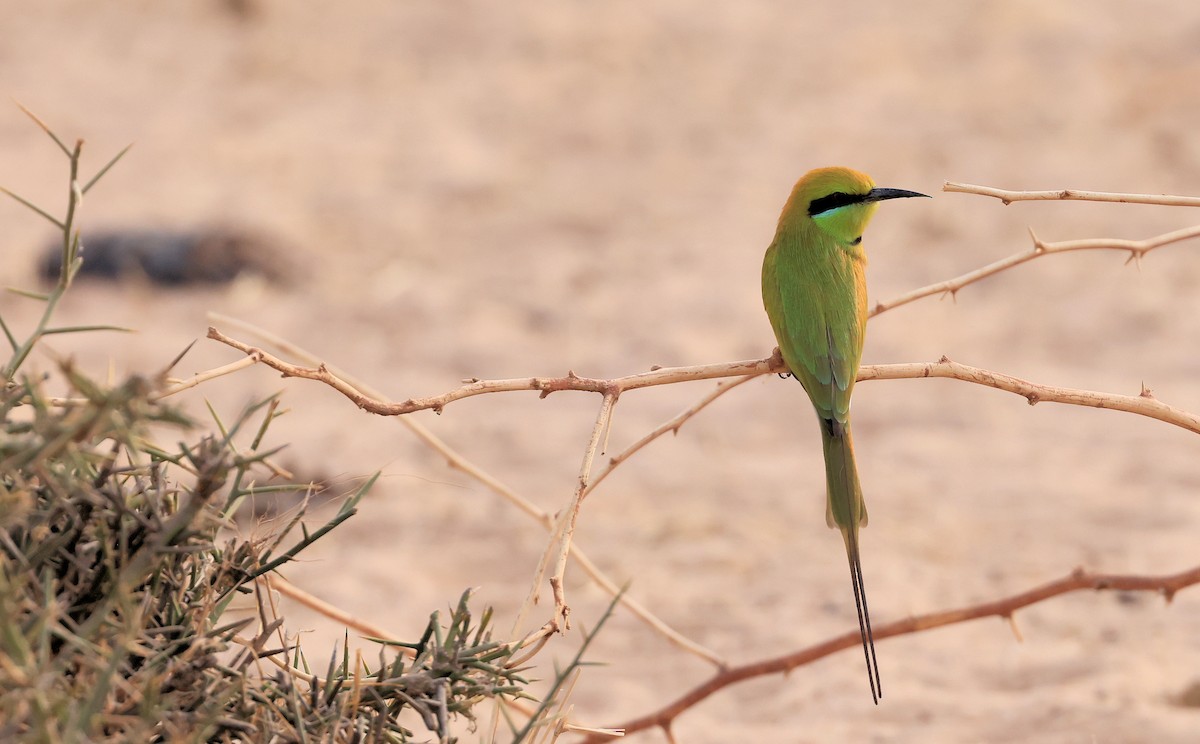 African Green Bee-eater - ML617512685