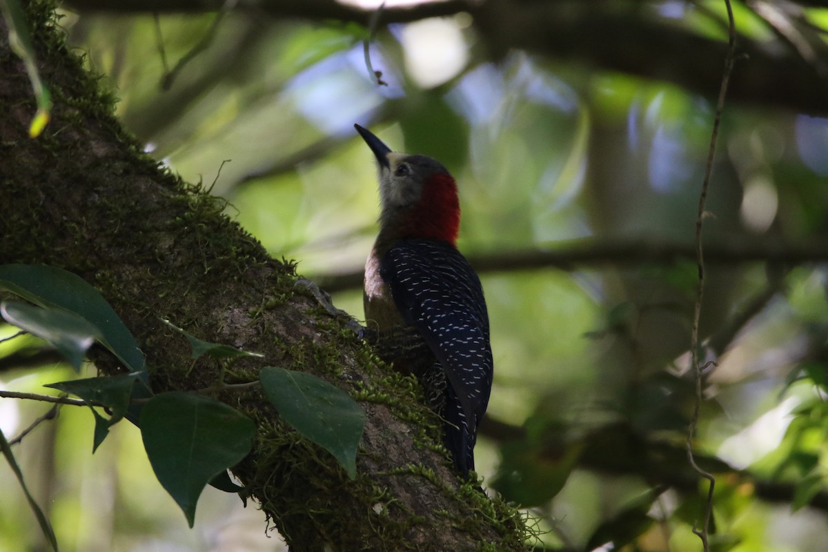 Jamaican Woodpecker - ML617512717