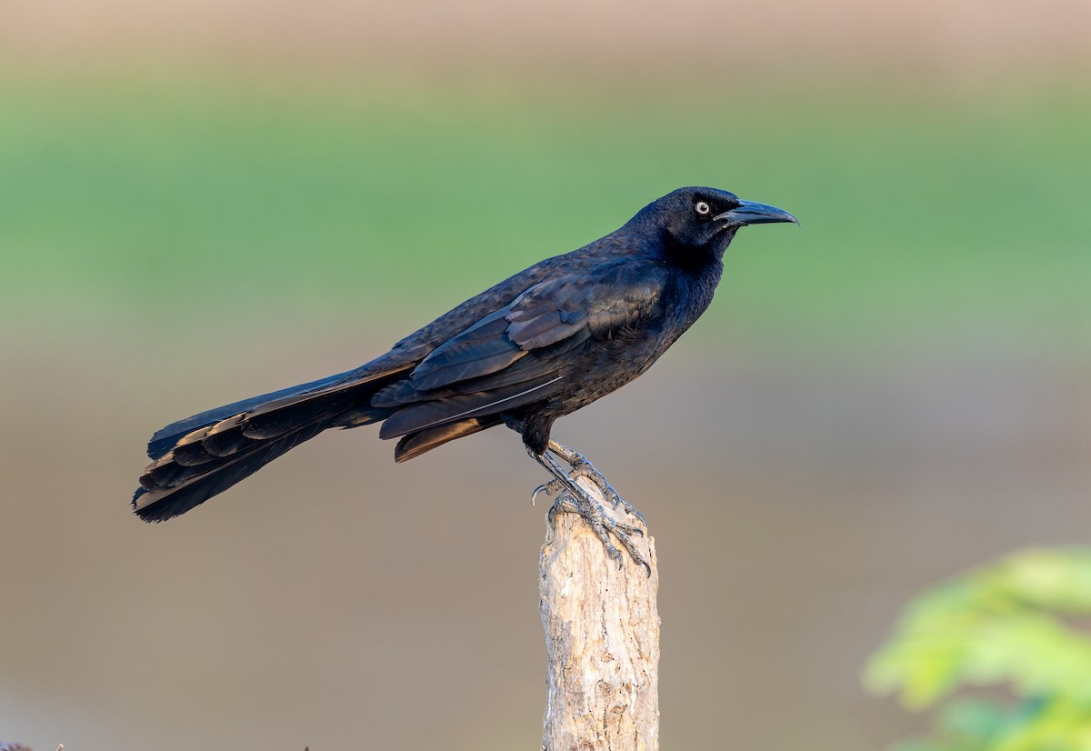 Great-tailed Grackle - ML617512723