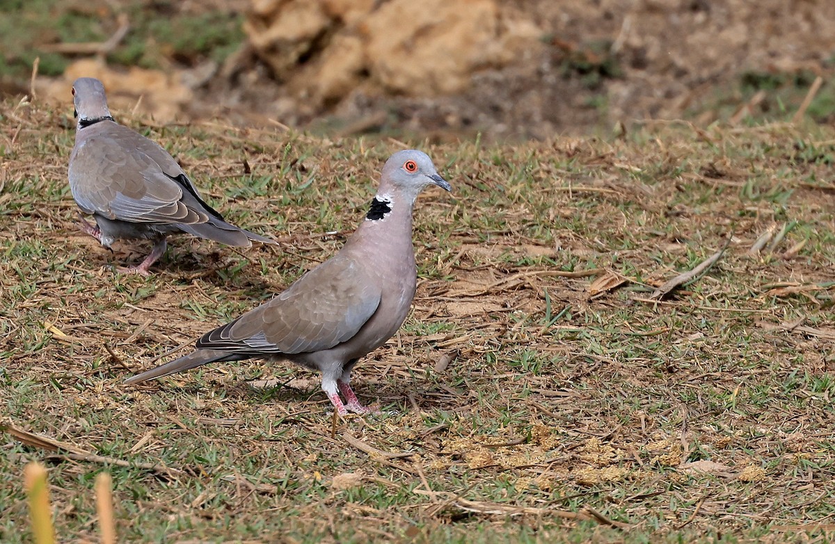 Mourning Collared-Dove - ML617512769