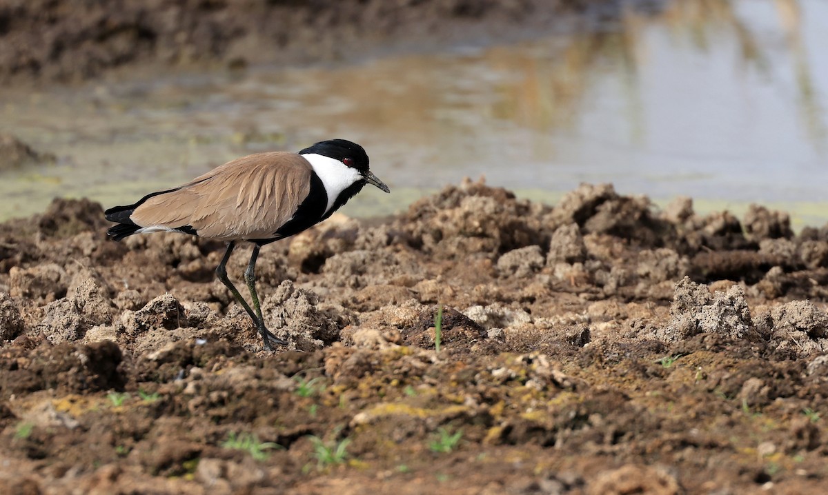 Spur-winged Lapwing - ML617512772