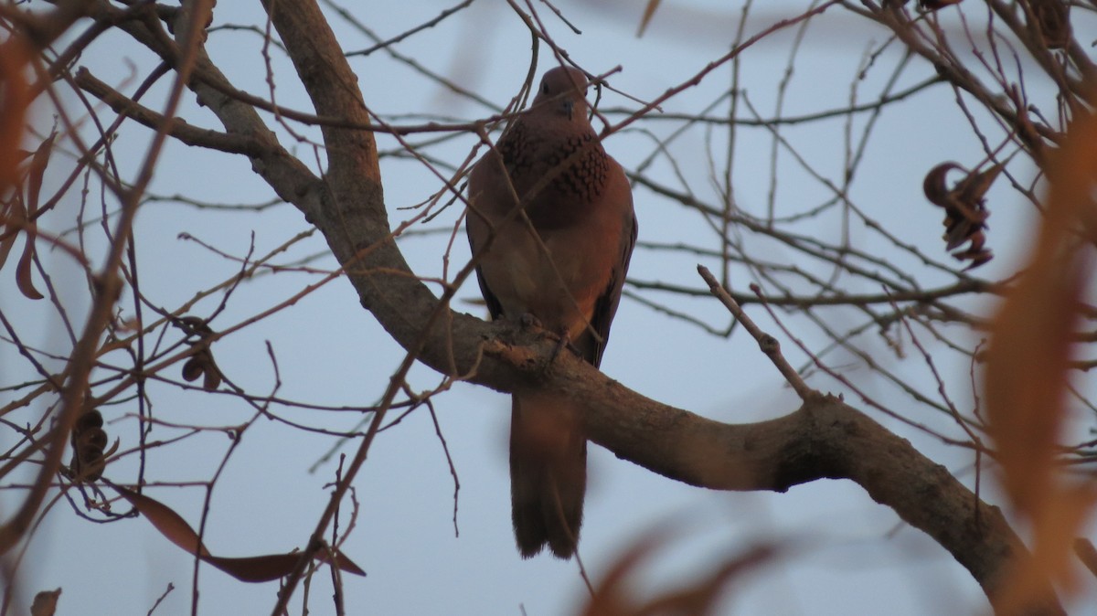 Laughing Dove - ML617512804