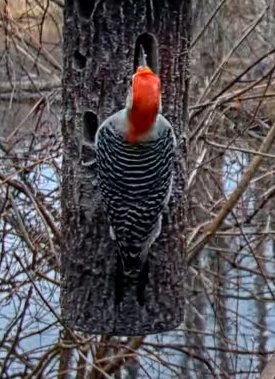 Red-bellied Woodpecker - ML617512812