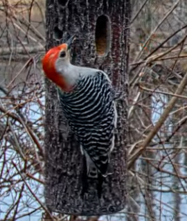 Red-bellied Woodpecker - ML617512813