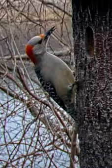 Red-bellied Woodpecker - andres ebel