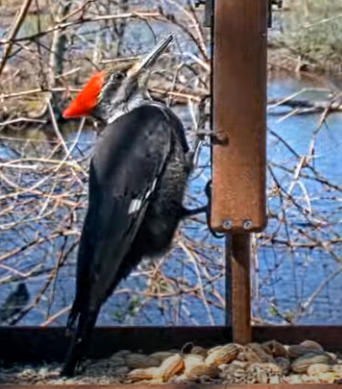 Pileated Woodpecker - ML617512846