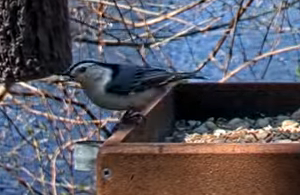 White-breasted Nuthatch - ML617512883