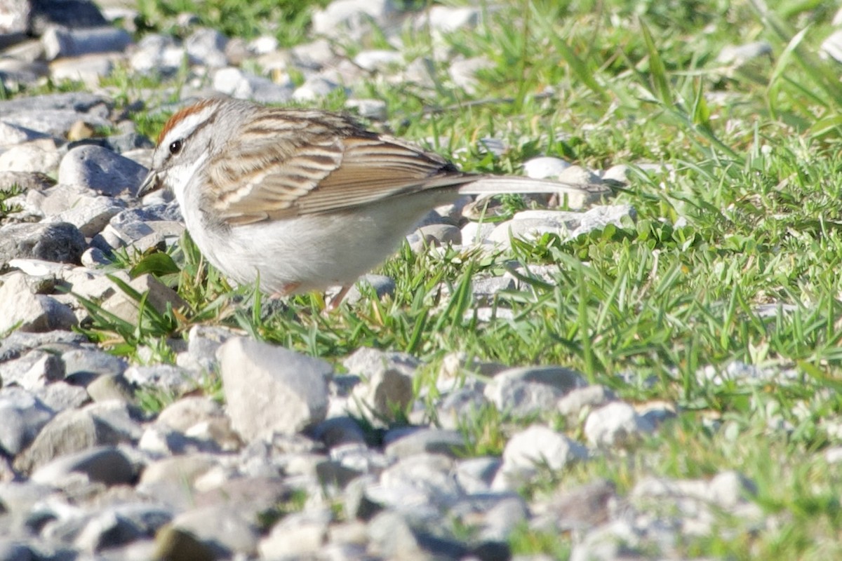 Chipping Sparrow - ML617512887