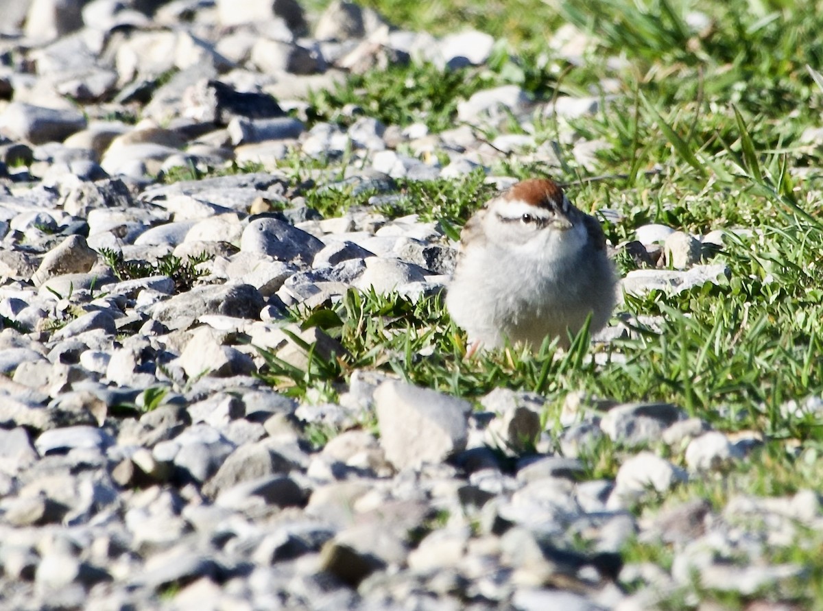 Chipping Sparrow - ML617512888