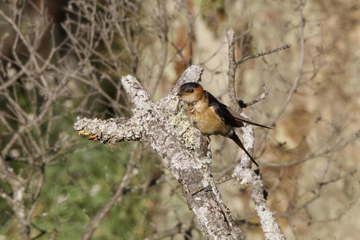 Red-rumped Swallow - ML617512902