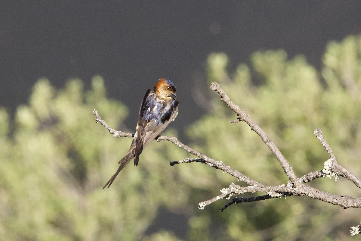 Red-rumped Swallow - ML617512903