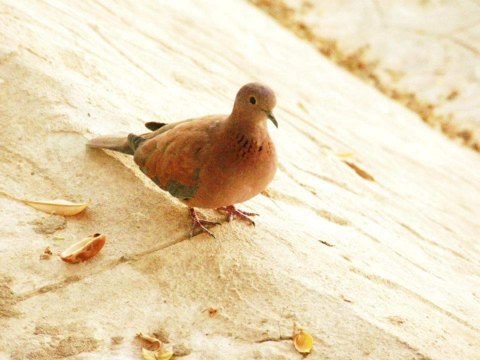 Laughing Dove - ML617512923