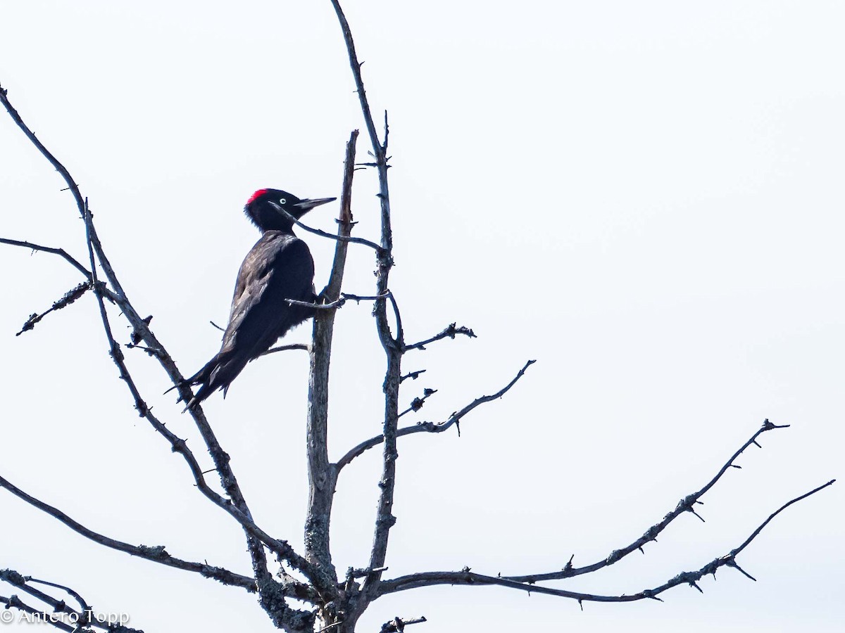 Black Woodpecker - Antero Topp