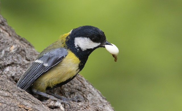 Adult removing a fecal sac from the nest. - Great Tit - 