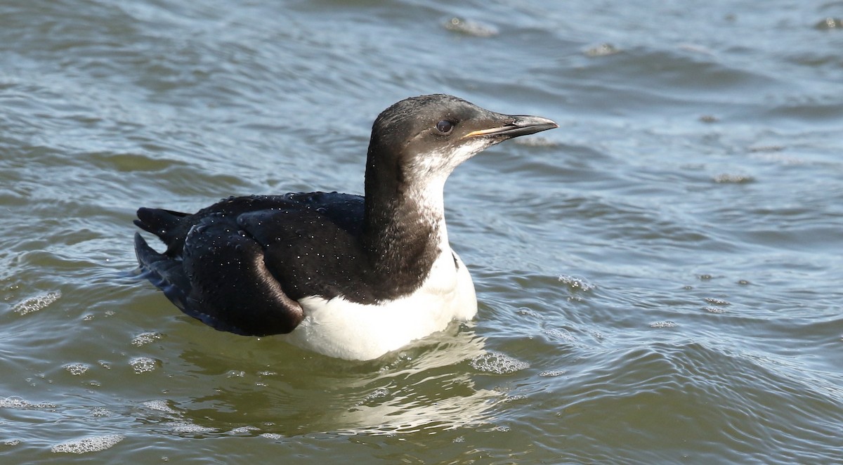 Thick-billed Murre - ML617513154