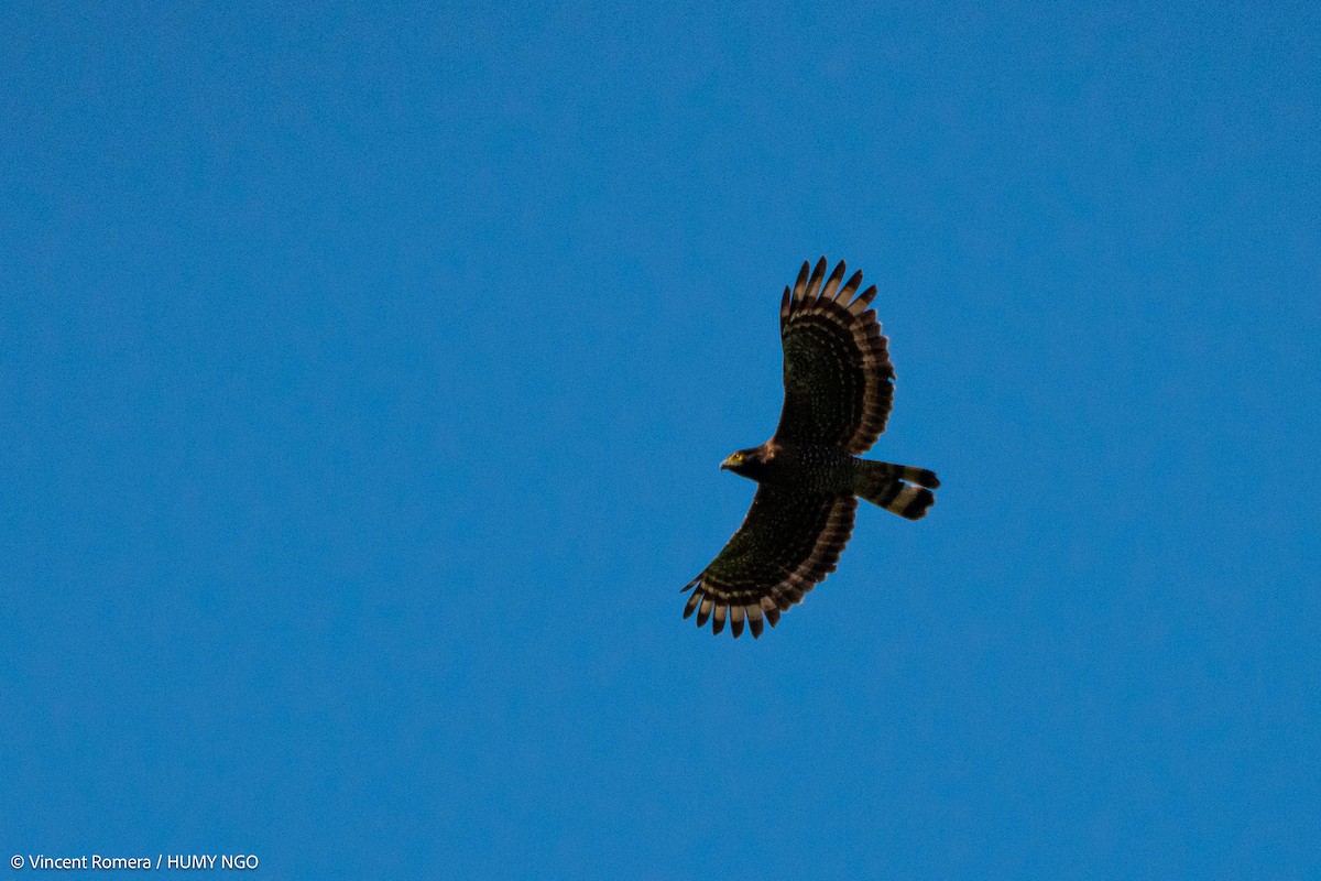 Sulawesi Serpent-Eagle - ML617513195