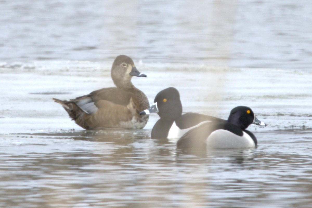 Ring-necked Duck - ML617513244