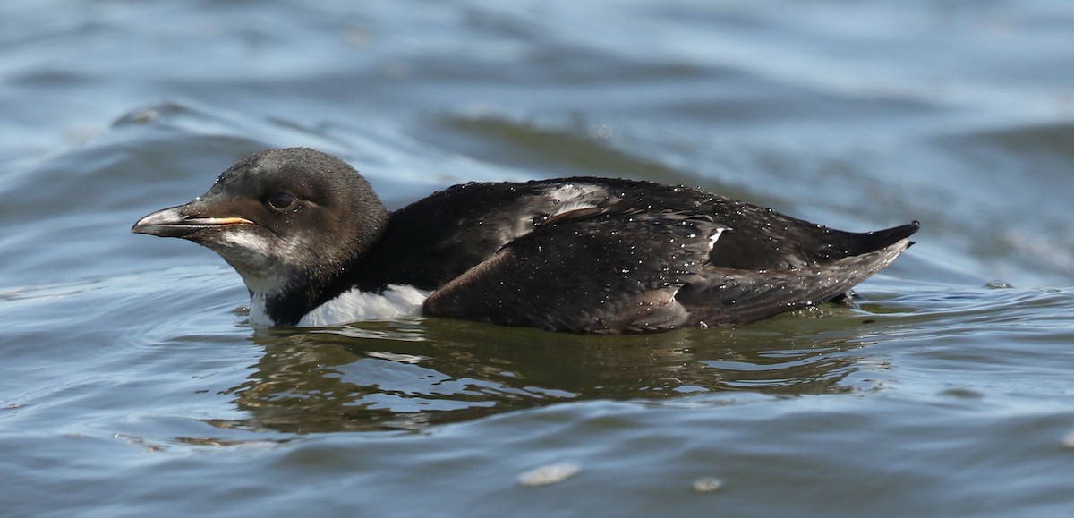 Thick-billed Murre - ML617513286