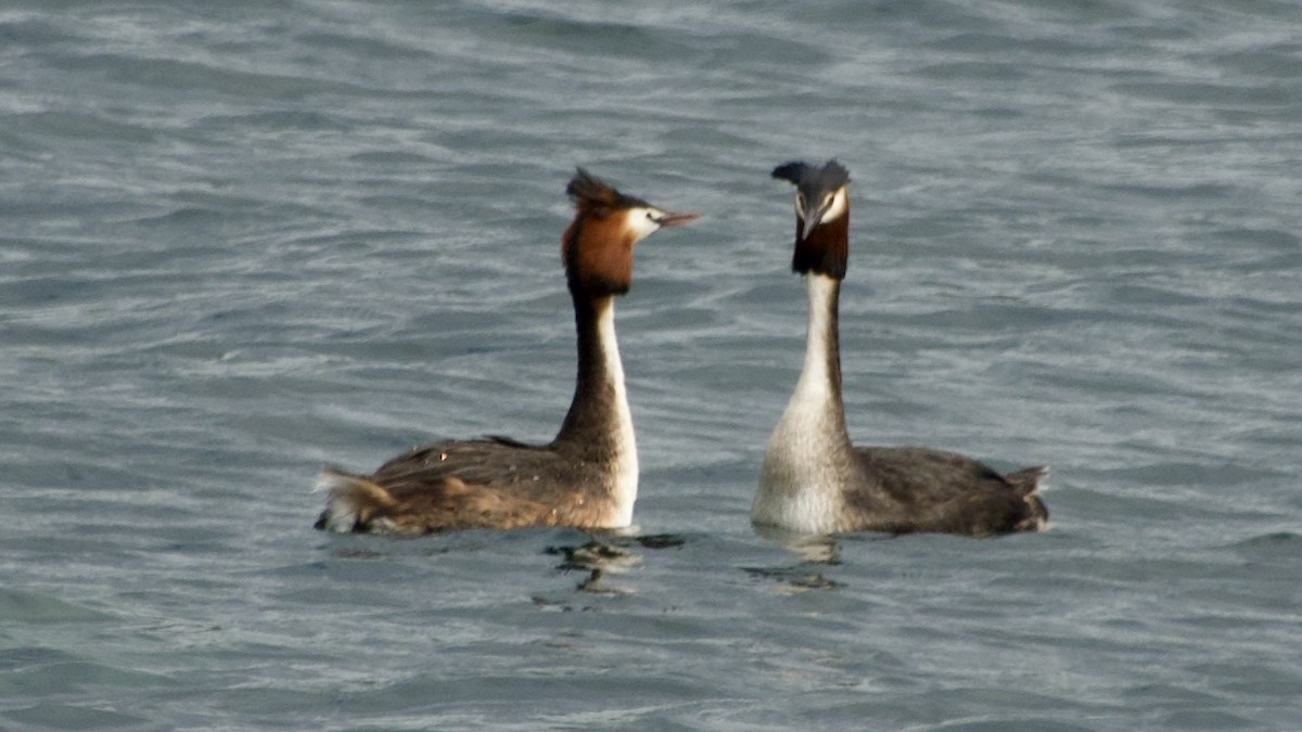 Great Crested Grebe - ML617513354