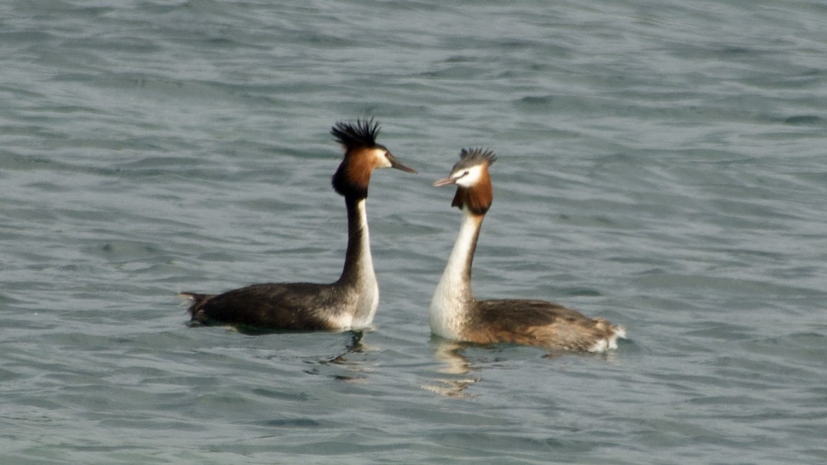 Great Crested Grebe - ML617513381
