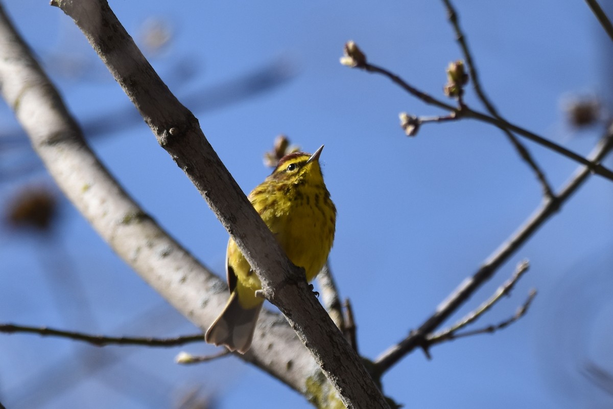 Palm Warbler (Yellow) - Shannon Hingston