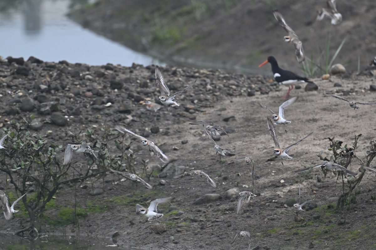 Greater Sand-Plover - Ting-Wei (廷維) HUNG (洪)
