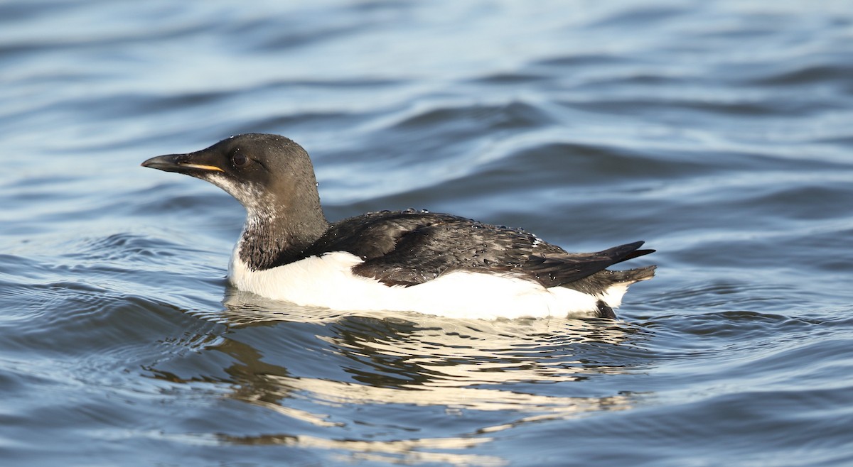Thick-billed Murre - ML617513424