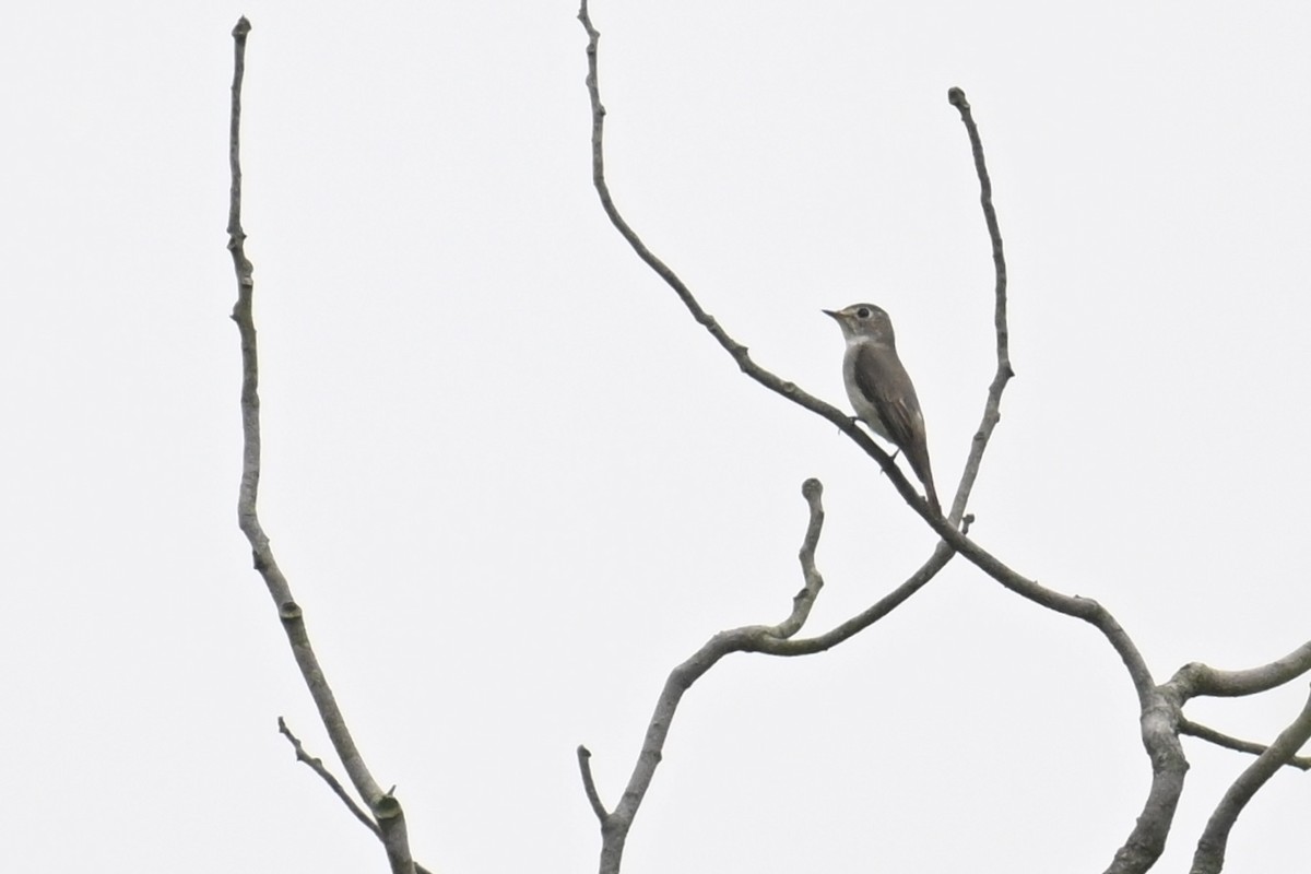 Asian Brown Flycatcher - Ting-Wei (廷維) HUNG (洪)