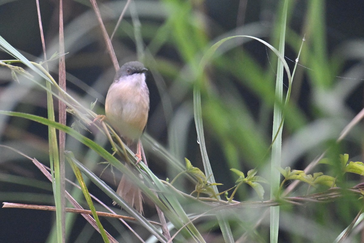 Yellow-bellied Prinia (Chinese) - Ting-Wei (廷維) HUNG (洪)