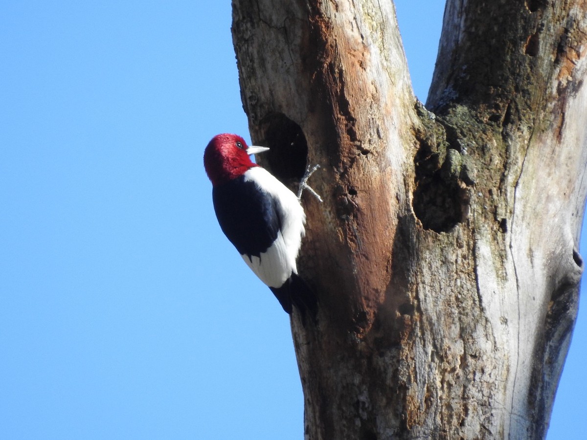 Red-headed Woodpecker - ML617513475