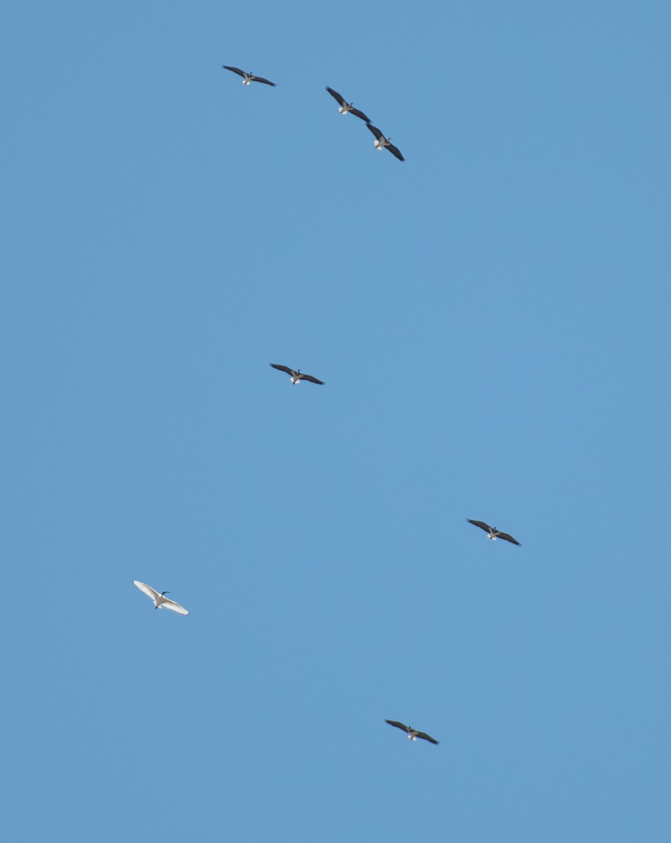 ibis slámokrký - ML617513560
